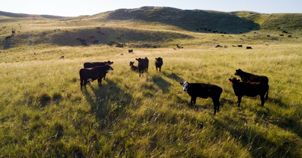 Cattle stand in a field between Tryon and Arthur, Nebraska, in this file photo. Livestock receipts in the state are projected to increase by 16% to $3.22 billion in 2025, according to the latest projections from the University of Nebraska–Lincoln and the University of Missouri. (Craig Chandler/University Communication and Marketing)