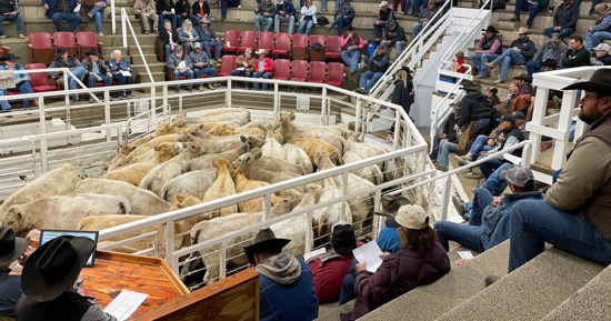 Nebraska Livestock Sale Barns: Strengthening Rural Communities