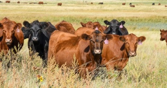 Yearling heifers graze on a Sandhills meadow in Nebraska. Photo by Troy Walz, Nebraska Extension.  
