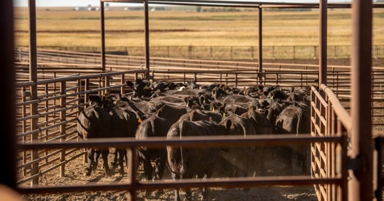 Webinar to help producers navigate tax issues after wildfire livestock sales