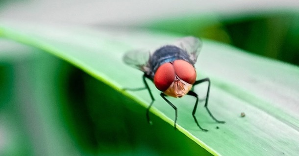 Photo courtesy of the USDA's Animal and Plant Health Inspection Service.