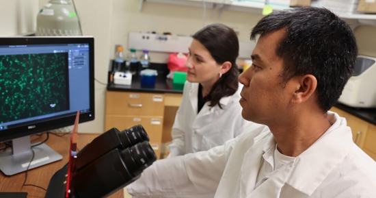  Hiep Vu and Sarah Sillman use a microscope to look at culture cells stained with green, fluorescent antibodies. (Russell Shaffer/IANR Communications)