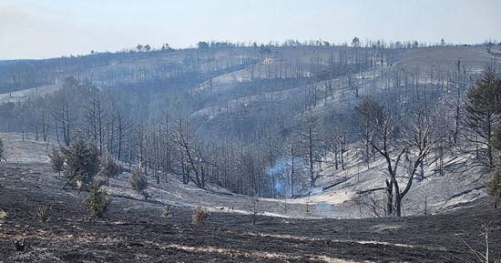 Nebraska Recovery Roundup: Nebraska Cattlemen Disaster Relief Fund